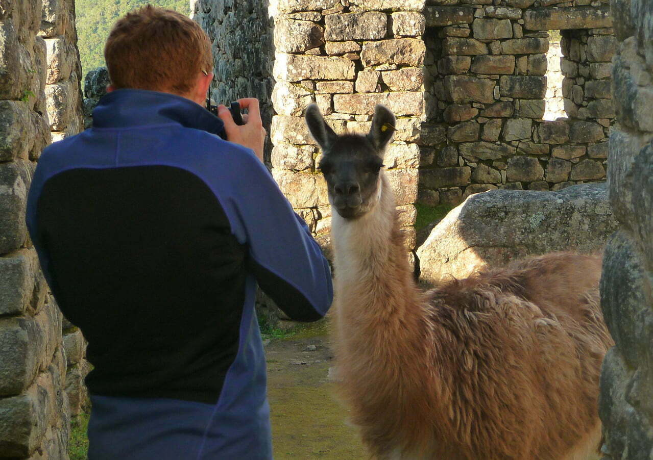 Taking a Photo of an Alpaca while visiting Machu Picchu, Peru