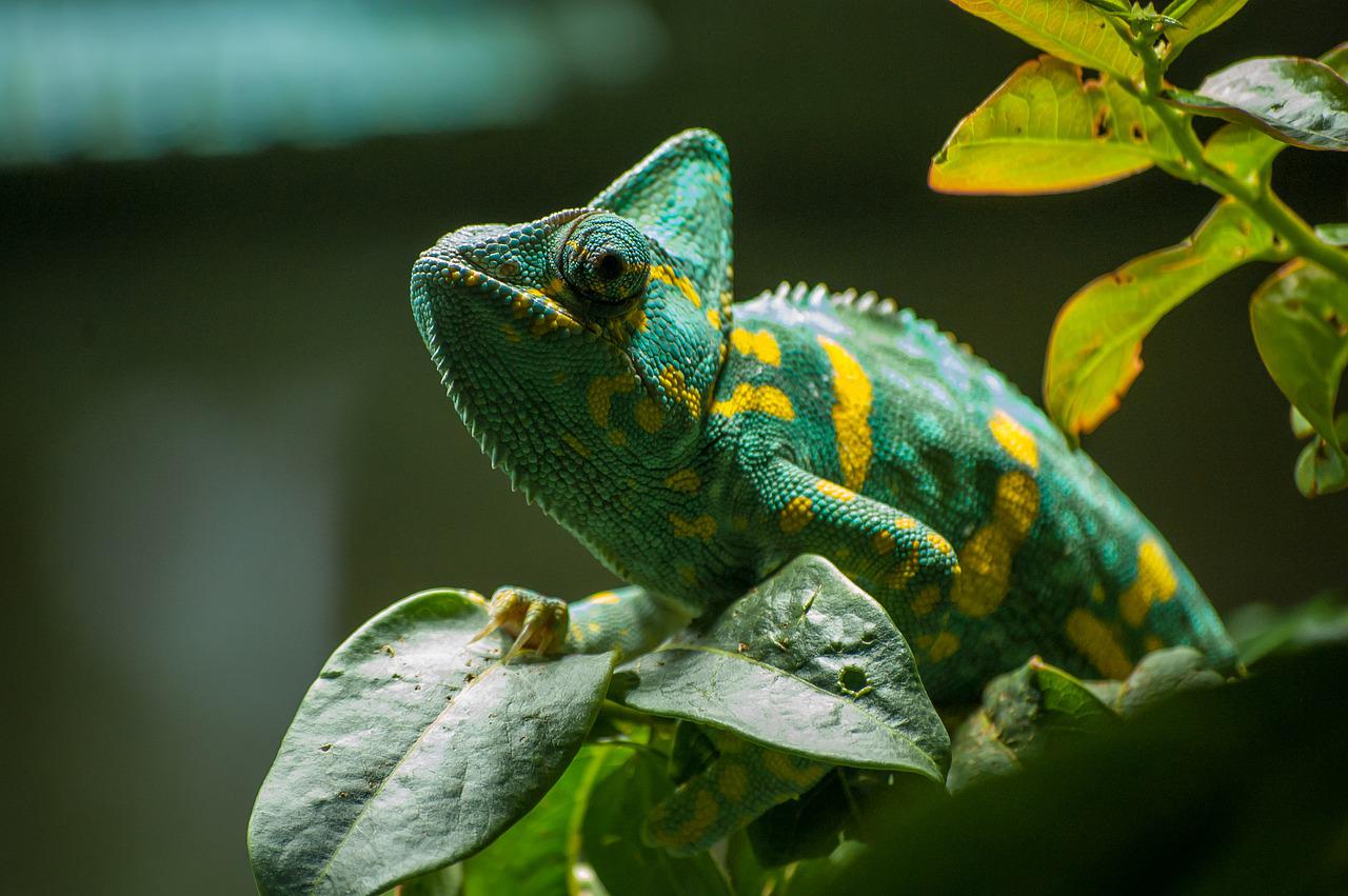 A chameleon blending in with green