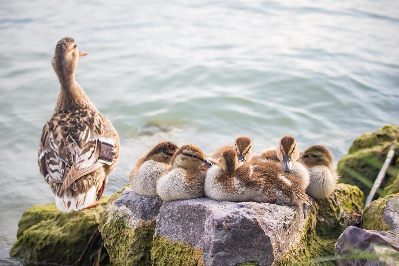 Ducks of all ages