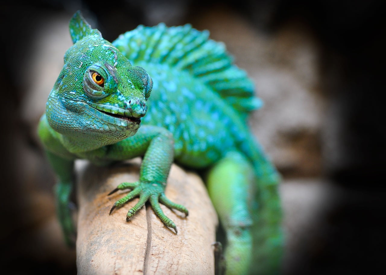 Standpoint Multi-Asset Fund (REMIX) | BLNDX Mutual Fund Review with a Chameleon on a log