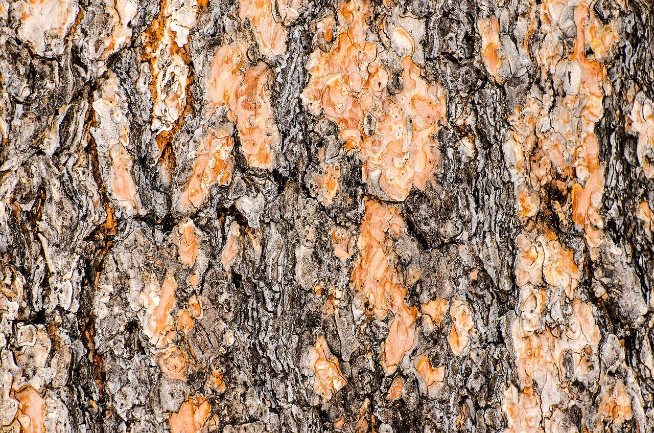 Neutral bark colours on a tree