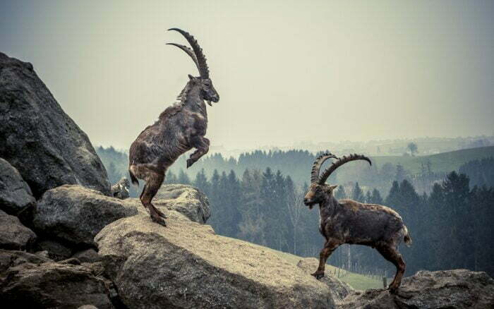 Alpine Ibex battling on top of a mountain 