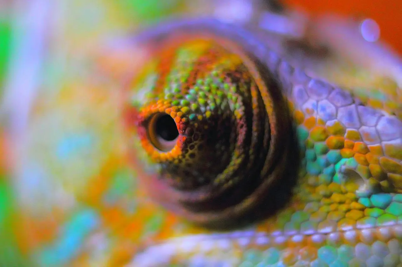 Chameleon close up of its eye