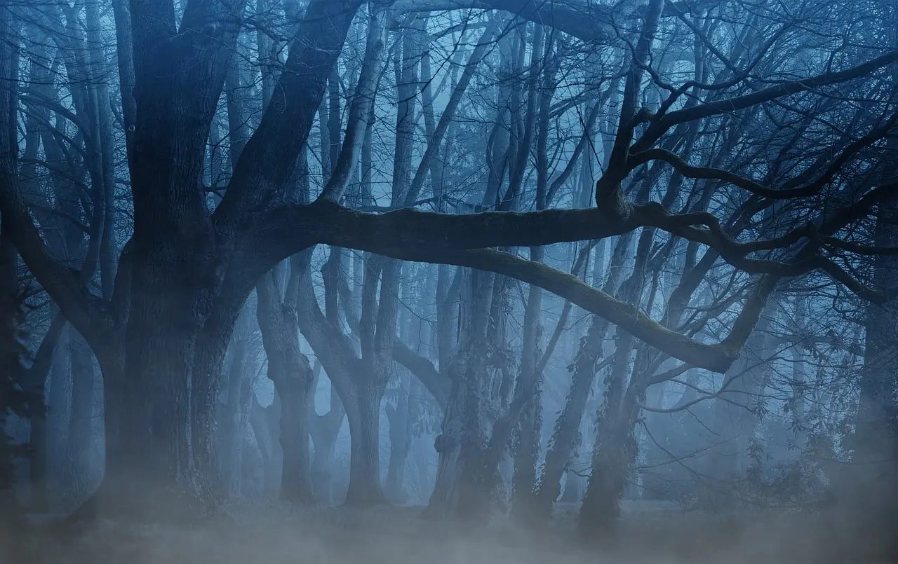 Mysterious Forest with Fog