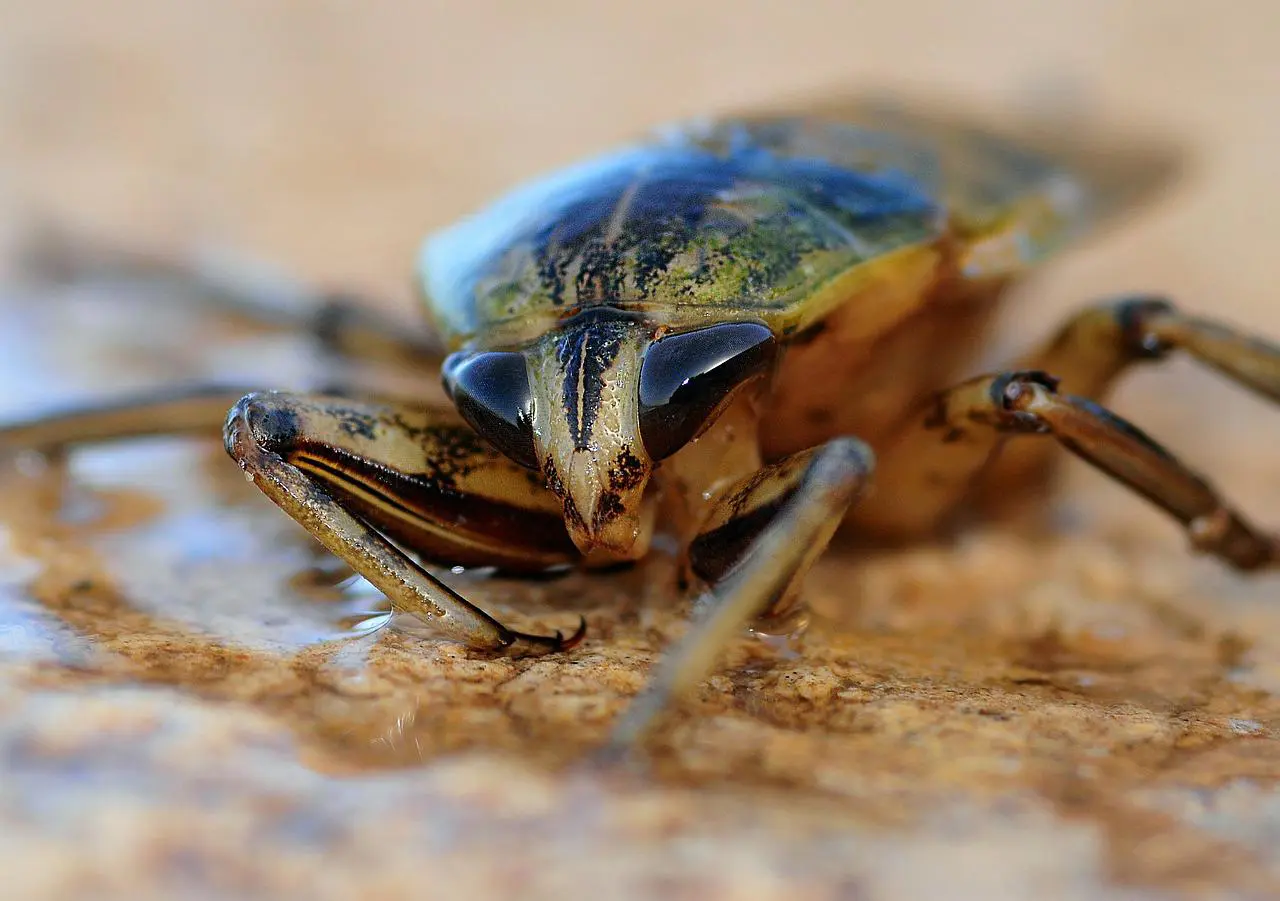 Macro shot of a Cockroach