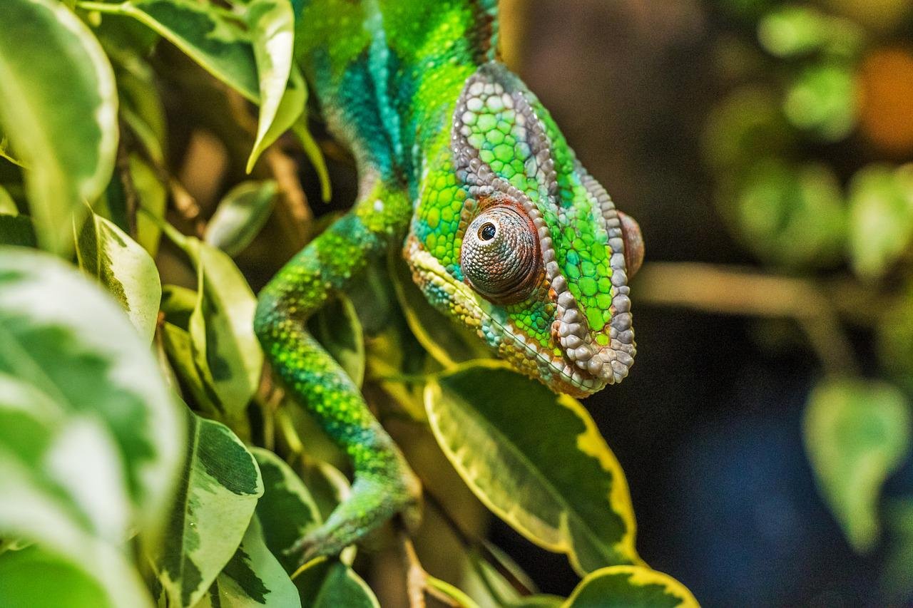 Macro shot of a Chameleon representing trend-following investing 