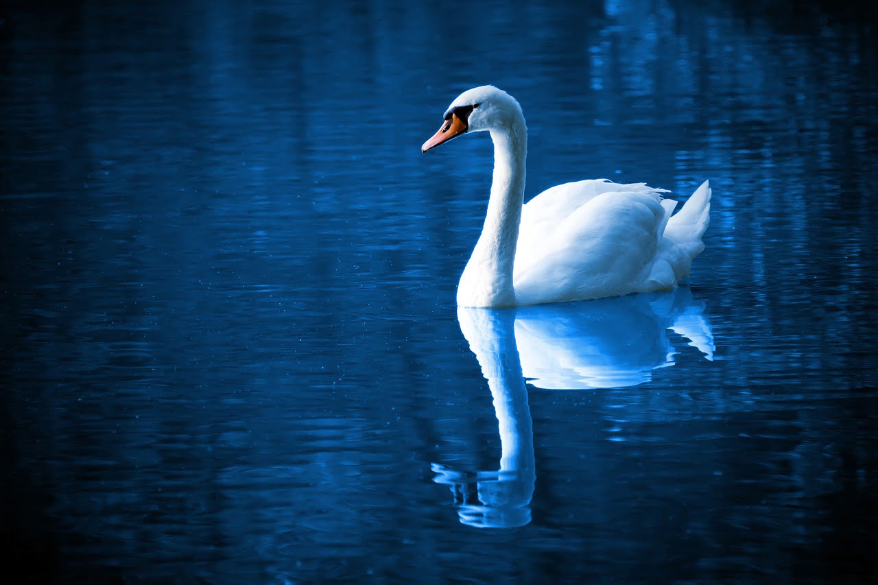Swan on the lake mirroring itself as a DIY investor with 10 advantages over professional investors