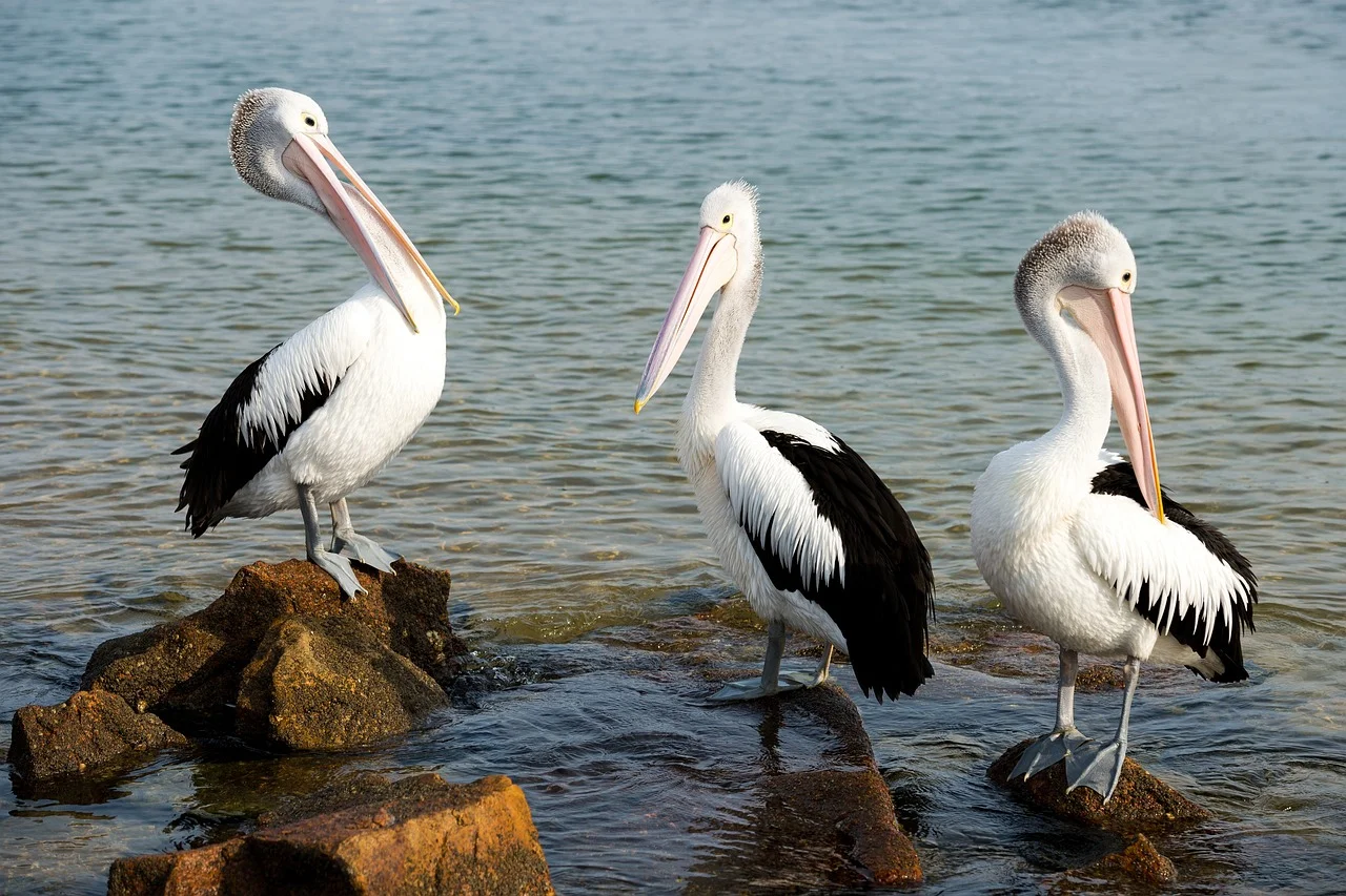 The 3 Best Managed Futures ETFs as represented by pelicans