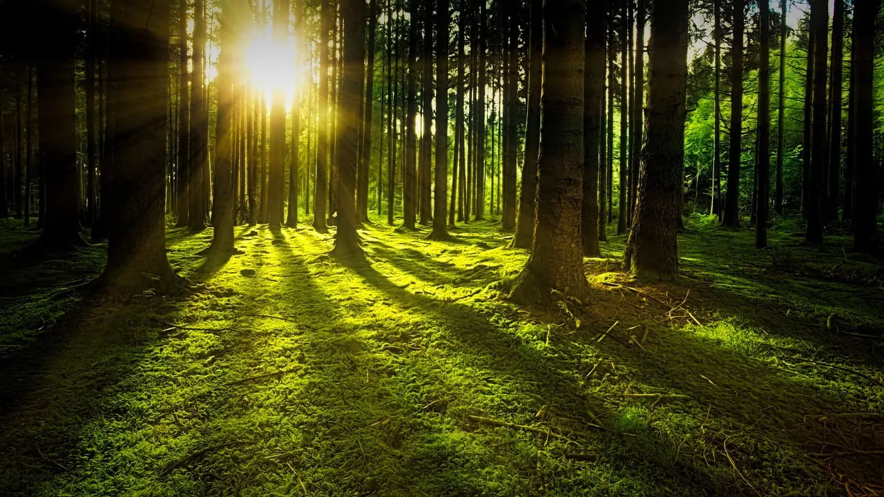 CTA Simplify Managed Futures ETF Review featuring a mossy forest during sunset