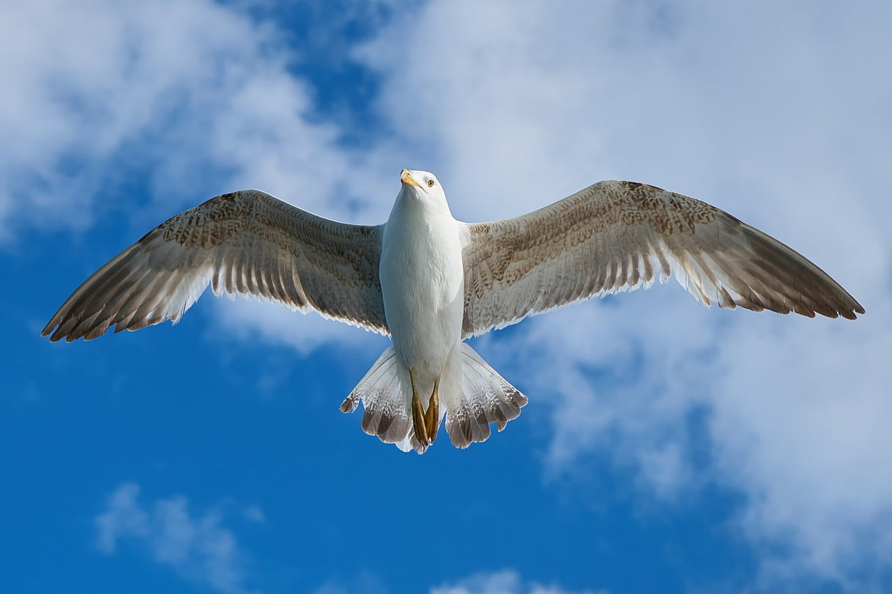 Expand your wings and fly by diversify and expanding the canvas a seagull with expanded wings 