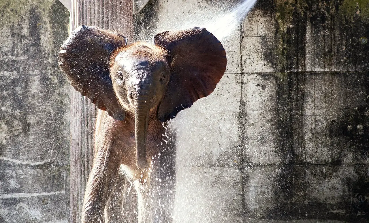 Elephant In The Room receiving a spray for RPAR ETF YTD results