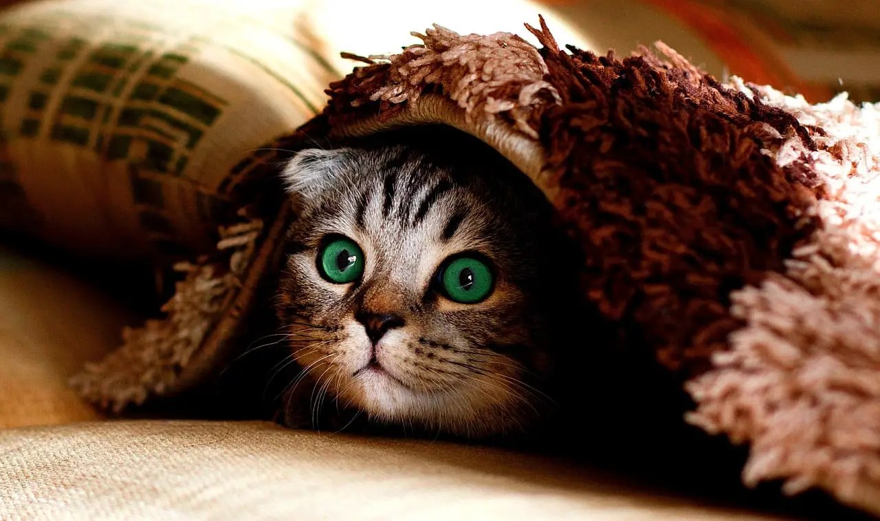 Cute Cat Hiding Under A Rug Being Very Cute And Playful