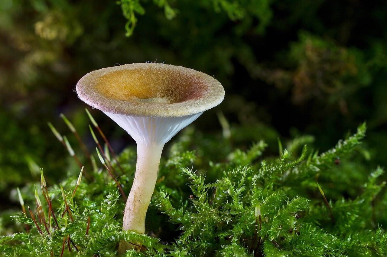 Invesco S&P 500 GARP ETF SPGP Review with a Mushroom 