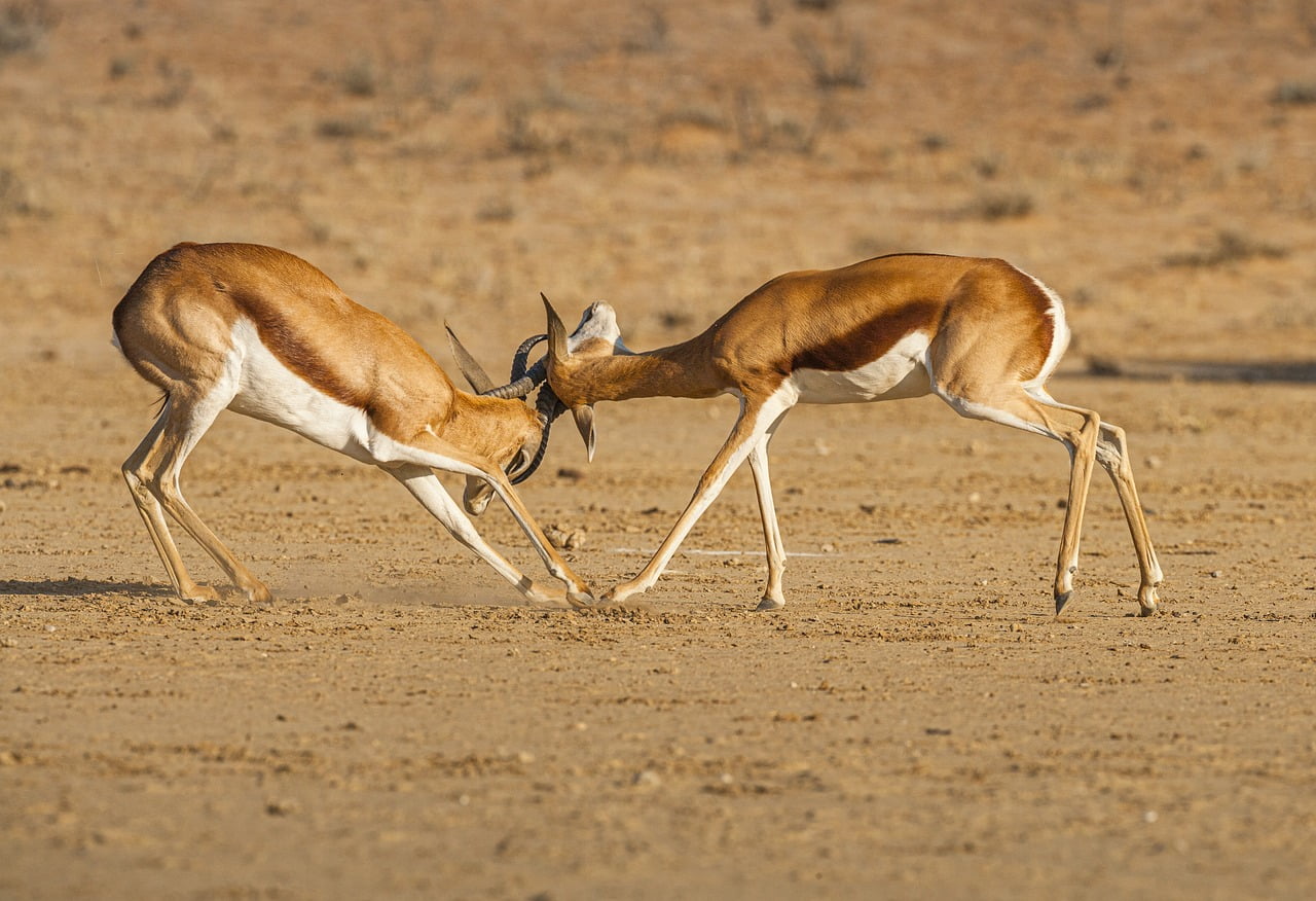 Pacer Lunt Large Cap Alternator ETF (High Beta vs Low Volatility) | ALTL ETF Review with springbok animals fighting on safari