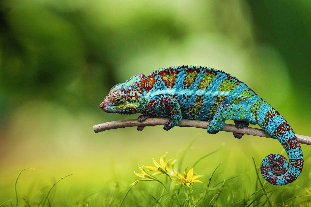 ReSolve Adaptive Asset Allocation Mutual Fund and ETF Review covering RDMIX and HRAA.TO with a colourful chameleon 