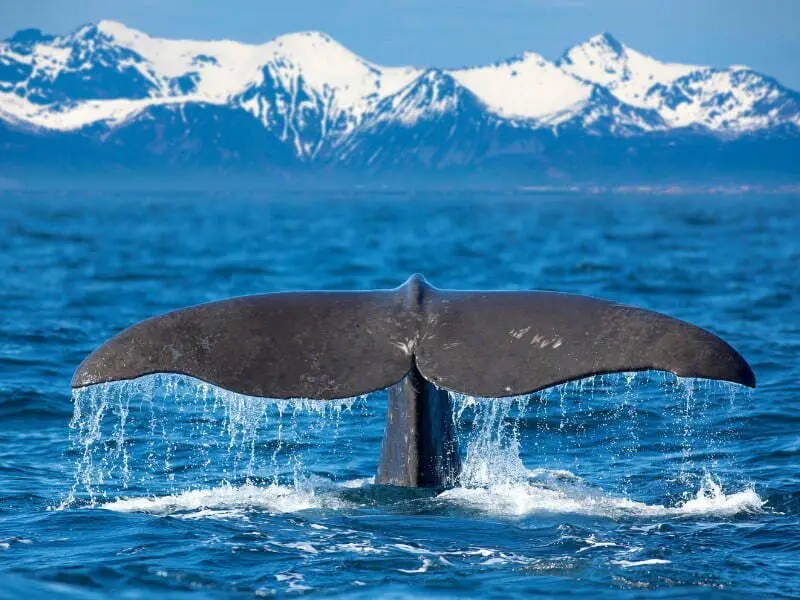 Preparing For The Worst: Exploring Tail Risk Hedging Strategies with a picture of a whale's tail in the water and mountain backdrop 
