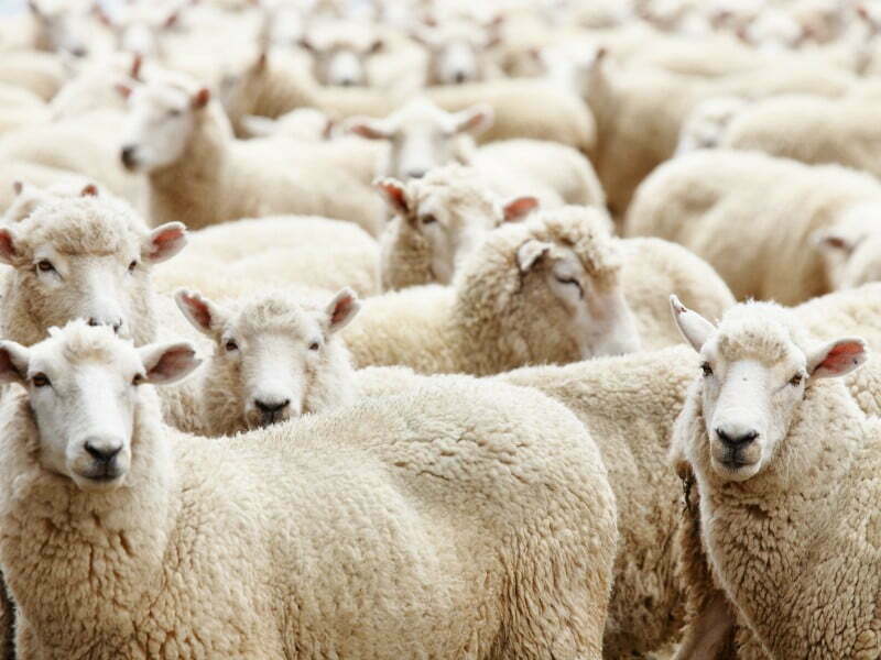 Herding behavior investing like a sheep when you don't follow a sensible investing plan 