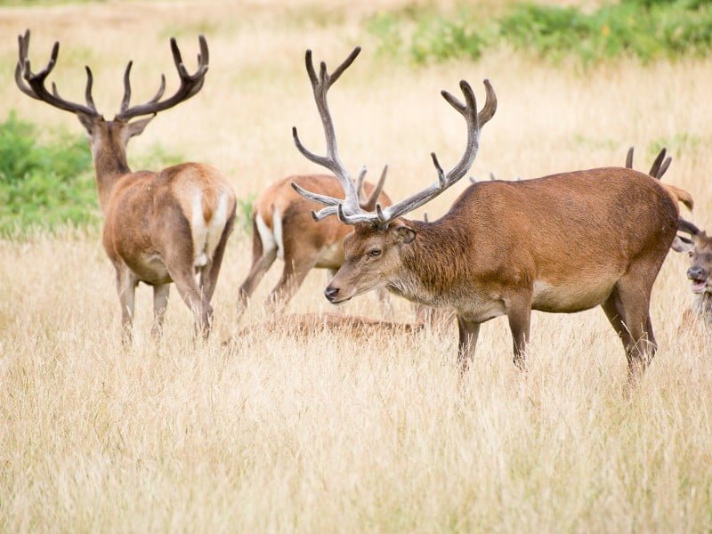 Online herding and lemming-like cascades - Herd - the hidden truth about  who we are